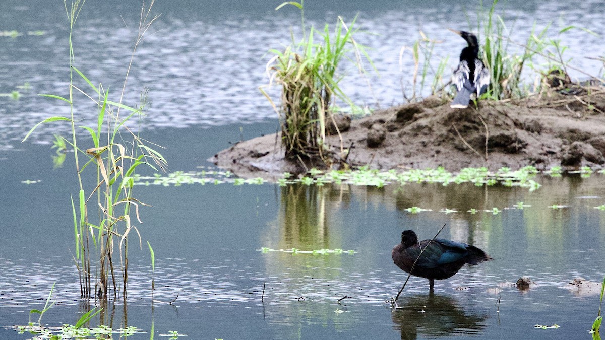 Muscovy Duck - ML646672785