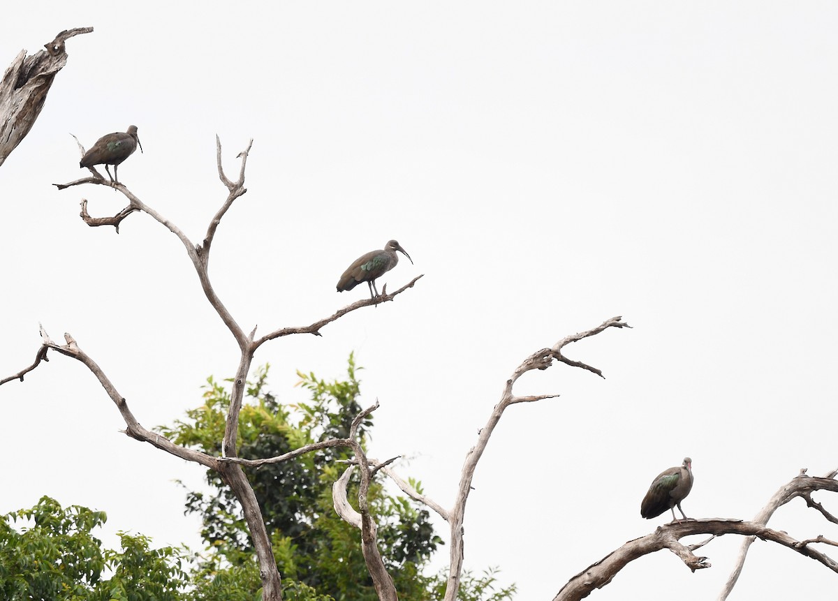 Hadada Aynağı - ML646672786