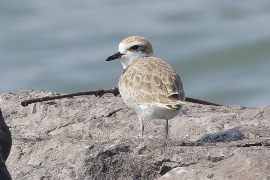 White-faced Plover - ML646672787