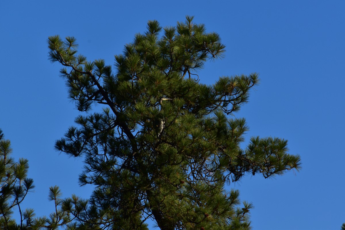 Great Blue Heron - ML646672792