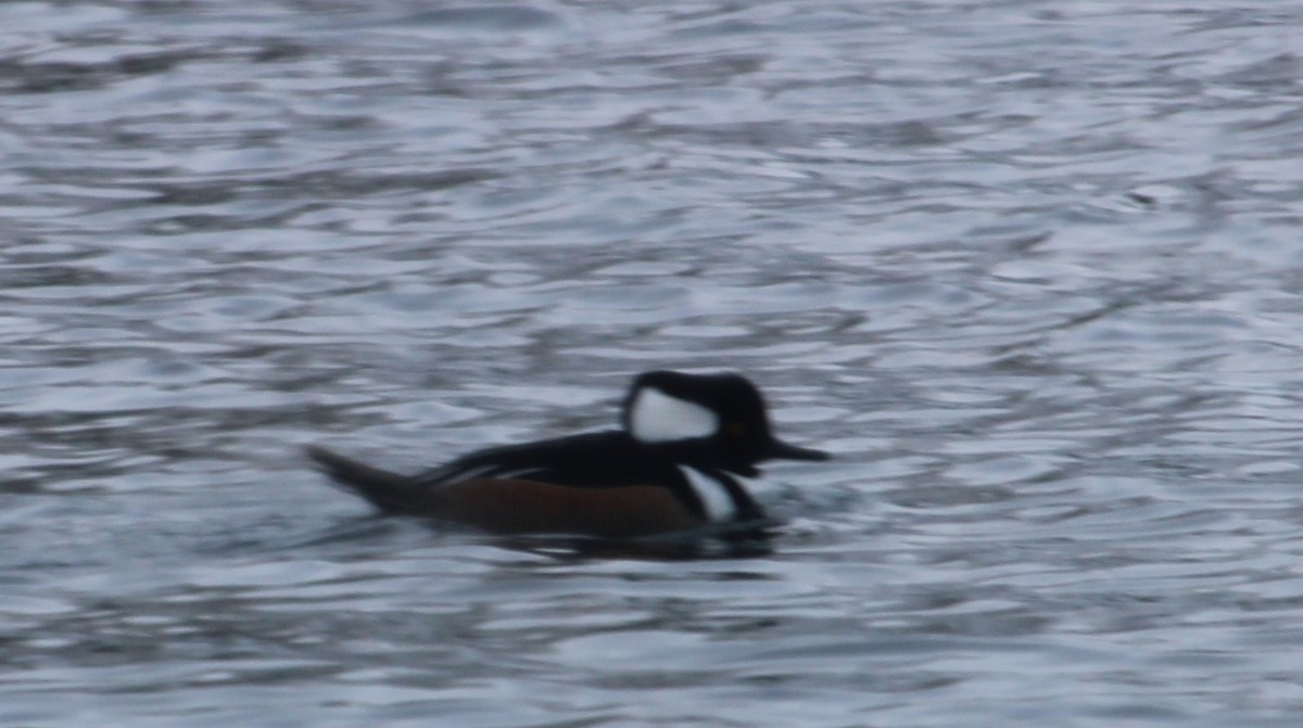 Hooded Merganser - ML646672793