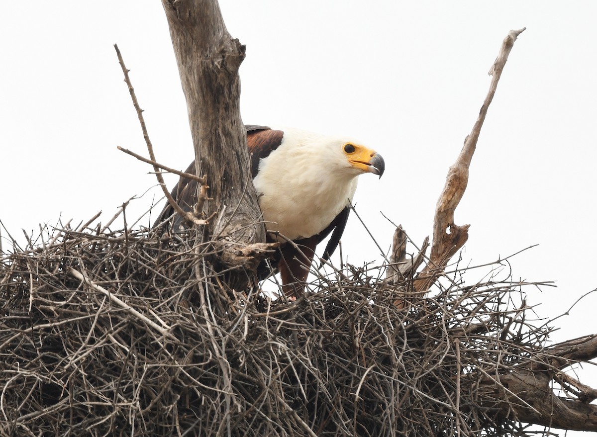 flodørn - ML646672795