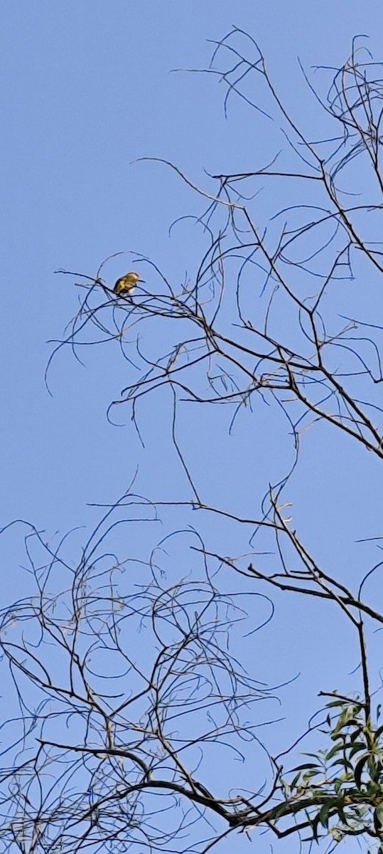 Вивільга індійська - ML646672804