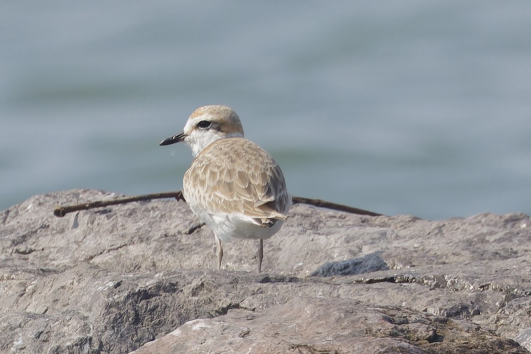 White-faced Plover - ML646672814