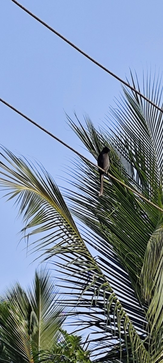 Ashy Drongo - ML646672815