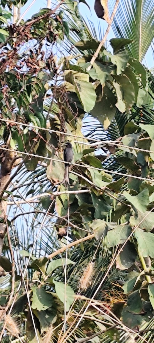 Ashy Drongo - ML646672816