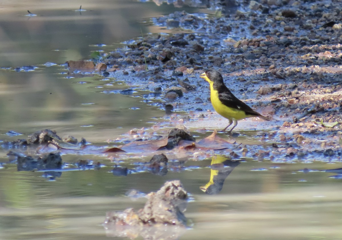 Lesser Goldfinch - ML646672818
