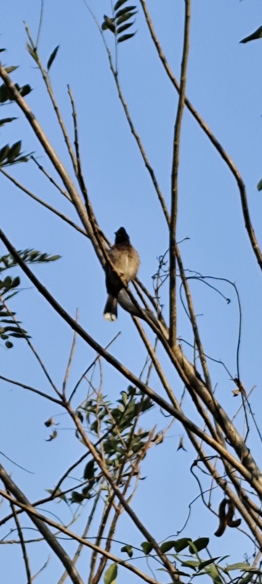 Red-vented Bulbul - ML646672823