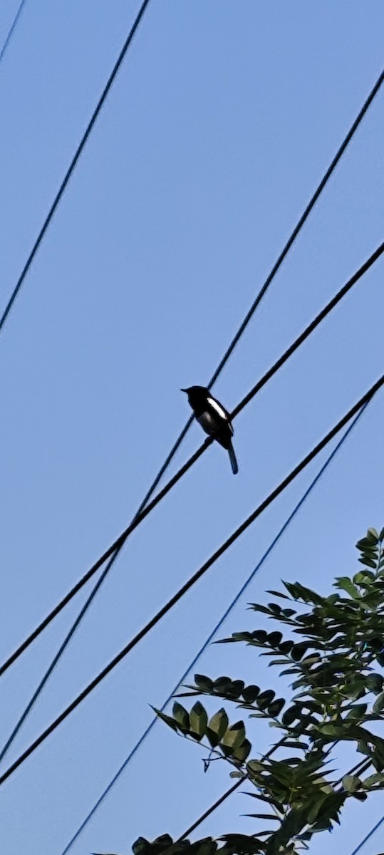 Oriental Magpie-Robin - ML646672827