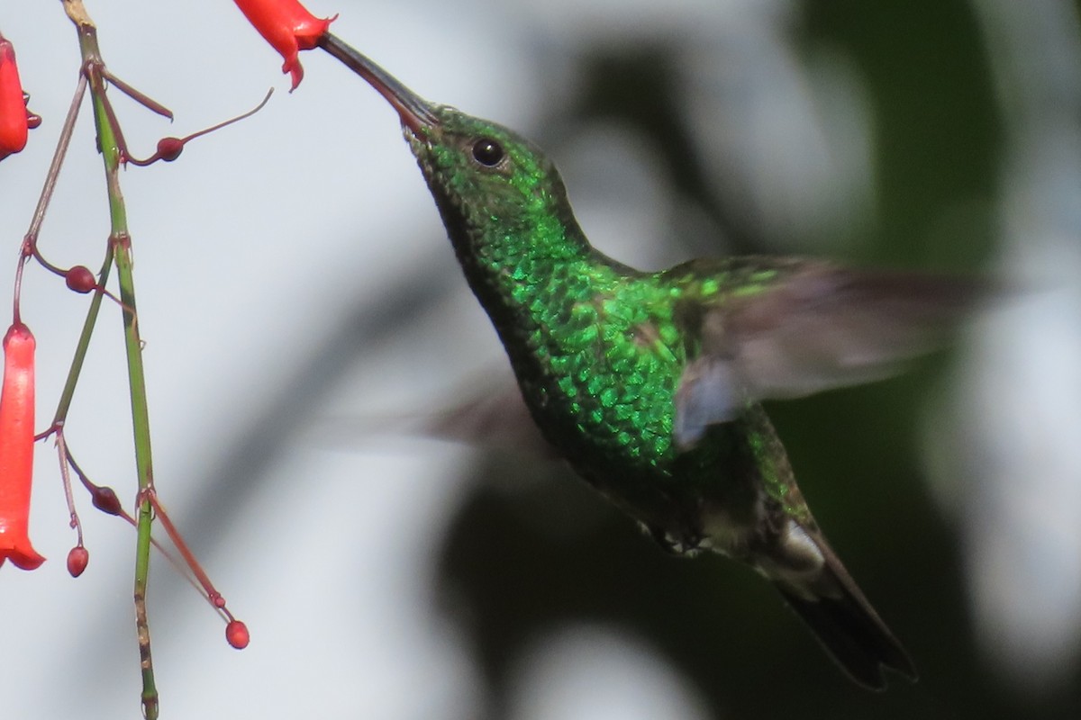 Colibrí de Buffon - ML646672830