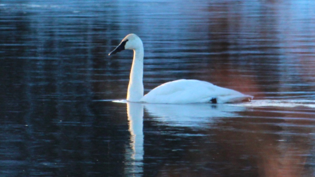 Trumpeter Swan - ML646672833