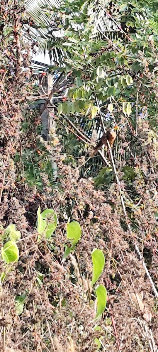 Rufous Babbler - ML646672839