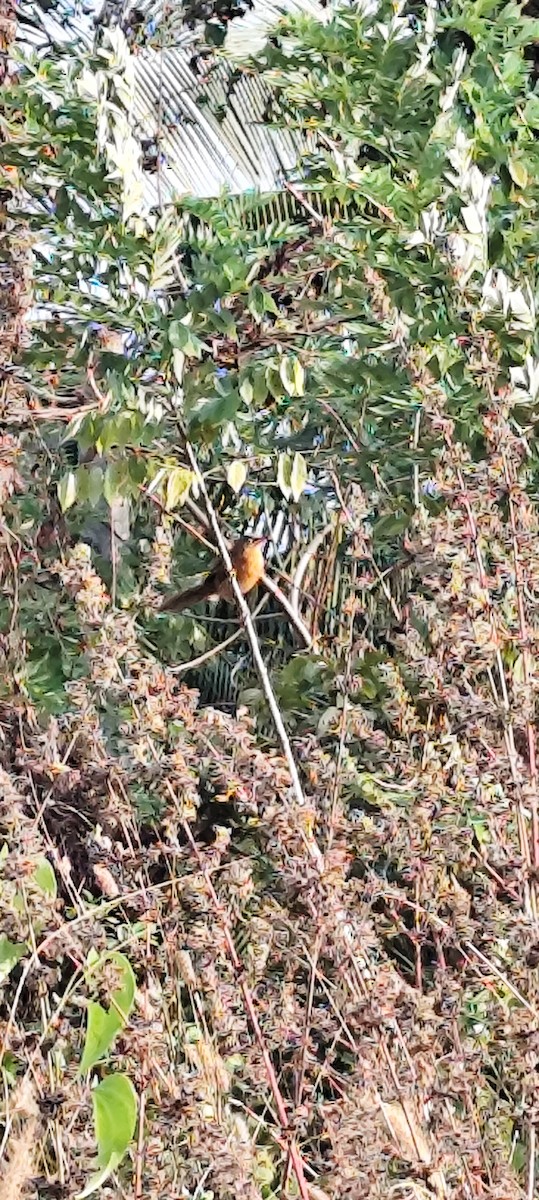 Rufous Babbler - ML646672840