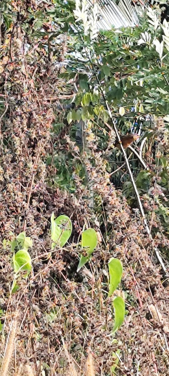 Rufous Babbler - ML646672841