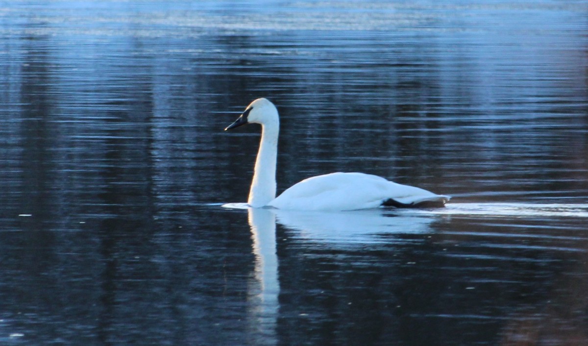 Trumpeter Swan - ML646672846
