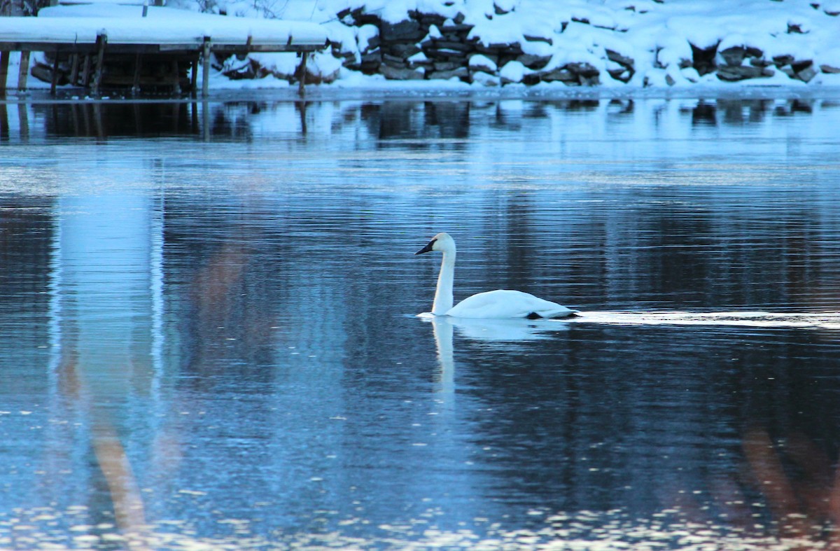 Trumpeter Swan - ML646672856