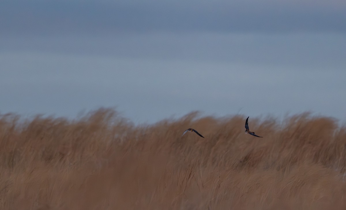 American Kestrel - ML646672857