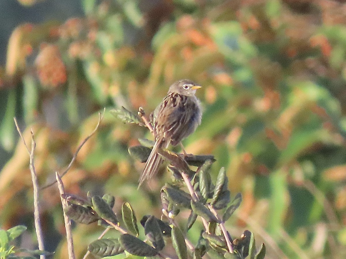 Wedge-tailed Grass-Finch - ML646672860