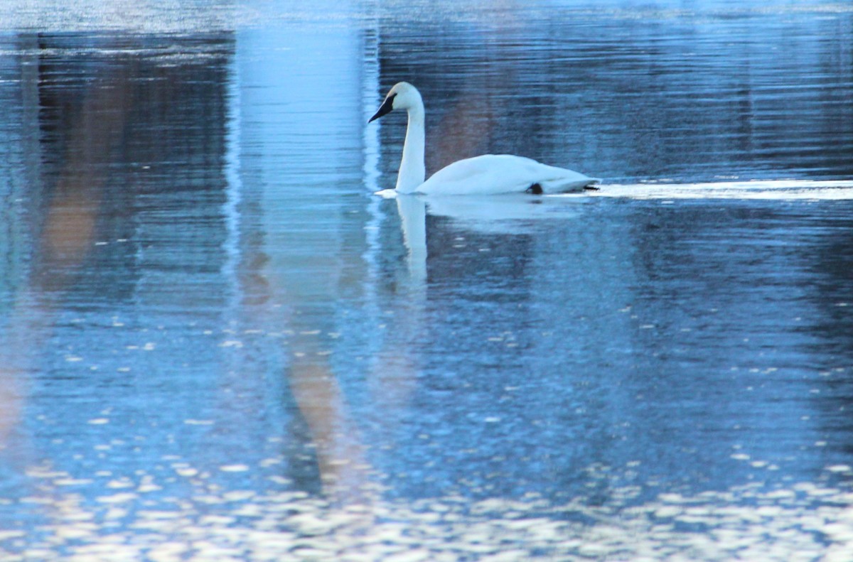 Trumpeter Swan - ML646672869