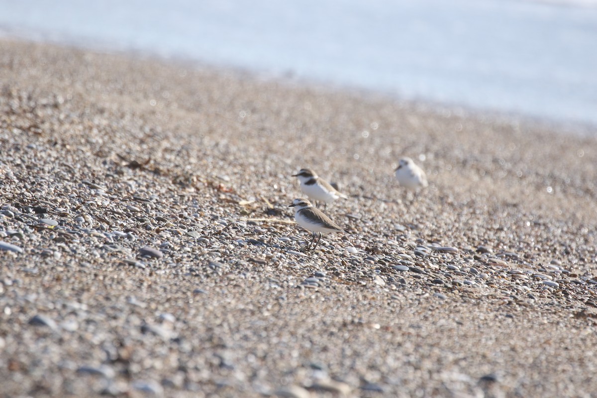 Kentish Plover - ML646672871