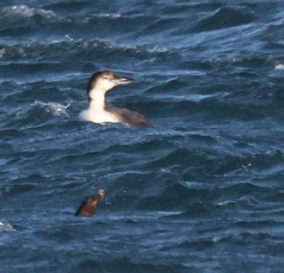 Common Loon - ML646672874