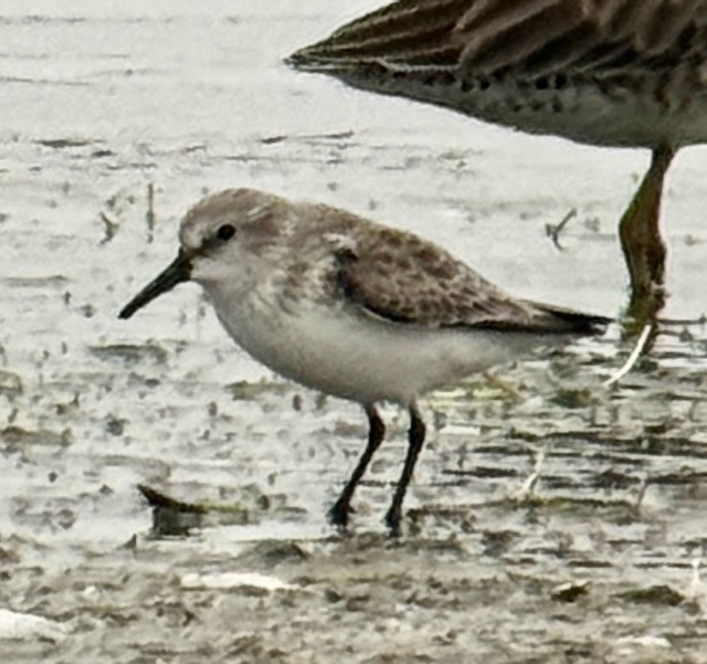 Gambecchio dell'Alaska - ML646672891