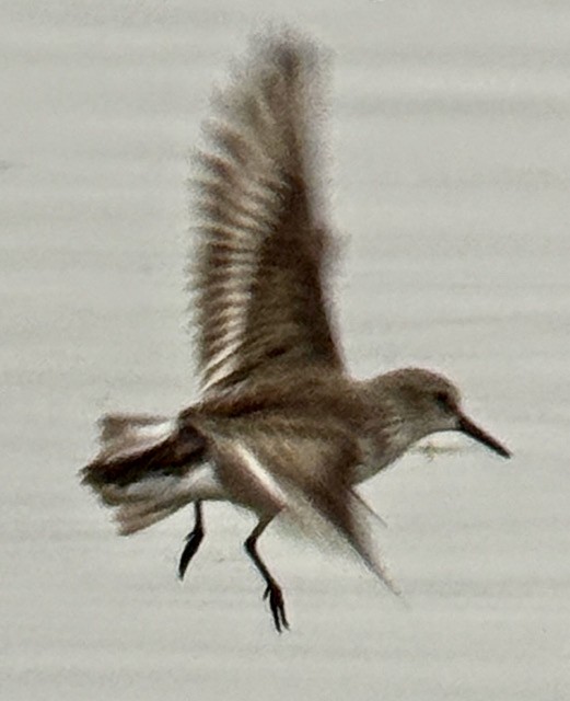 Gambecchio dell'Alaska - ML646672892