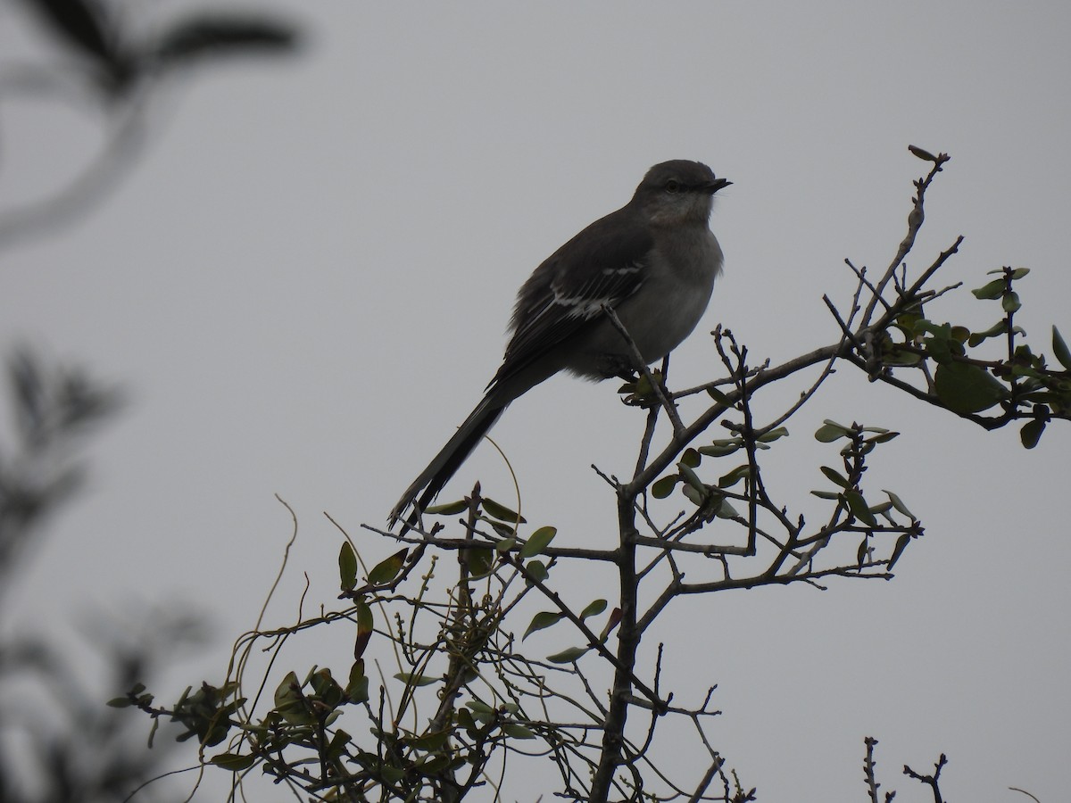 Northern Mockingbird - ML646672895