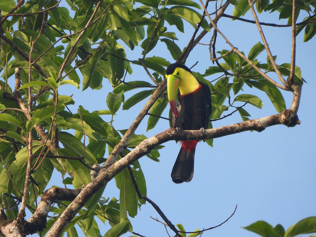 Fischertukan - ML646672904