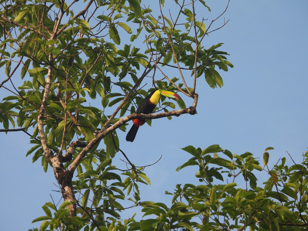 Fischertukan - ML646672905