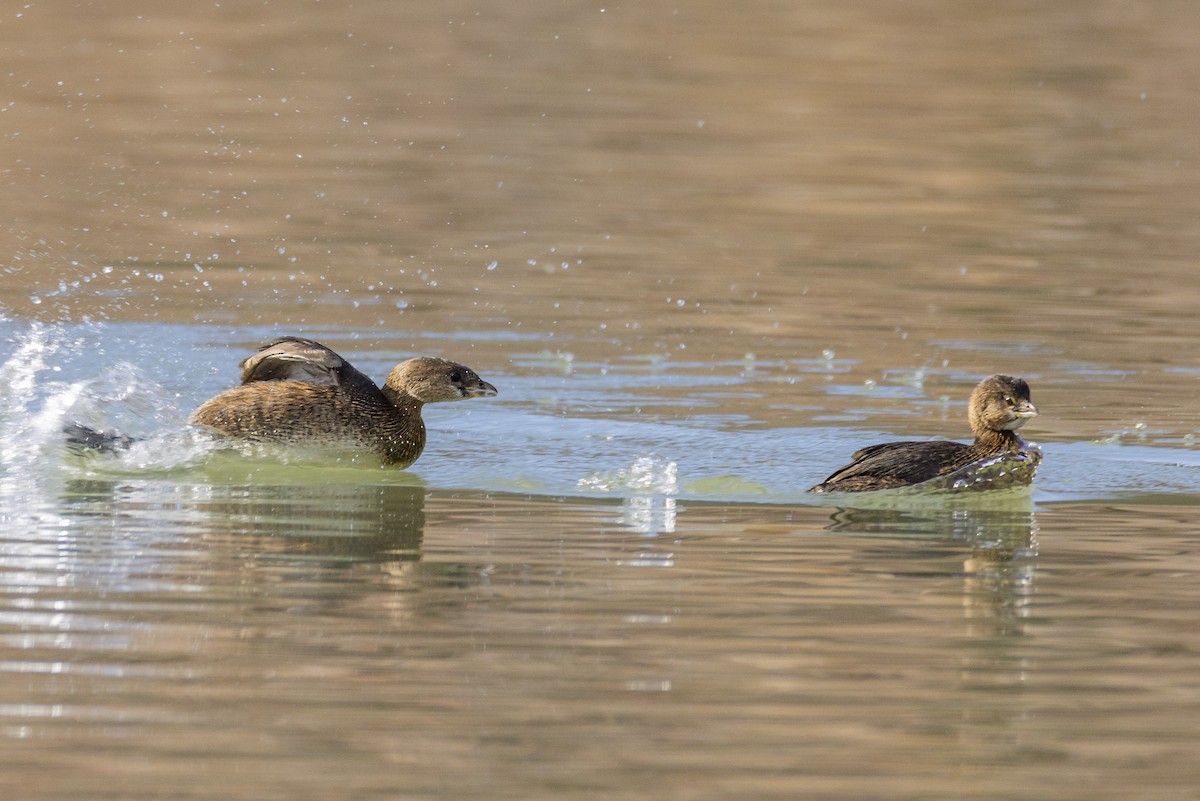 Bindentaucher - ML646672906