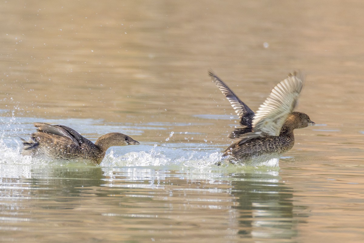 Bindentaucher - ML646672907