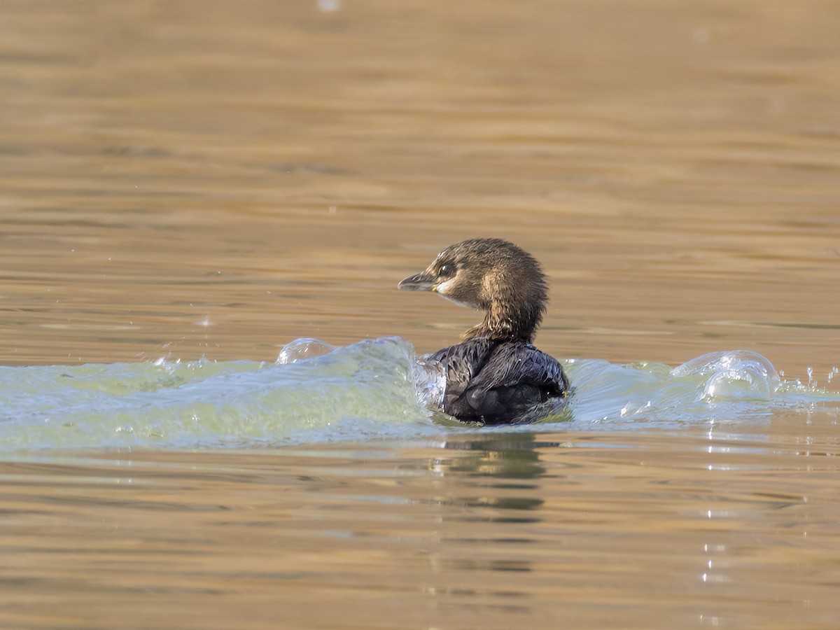 Bindentaucher - ML646672908