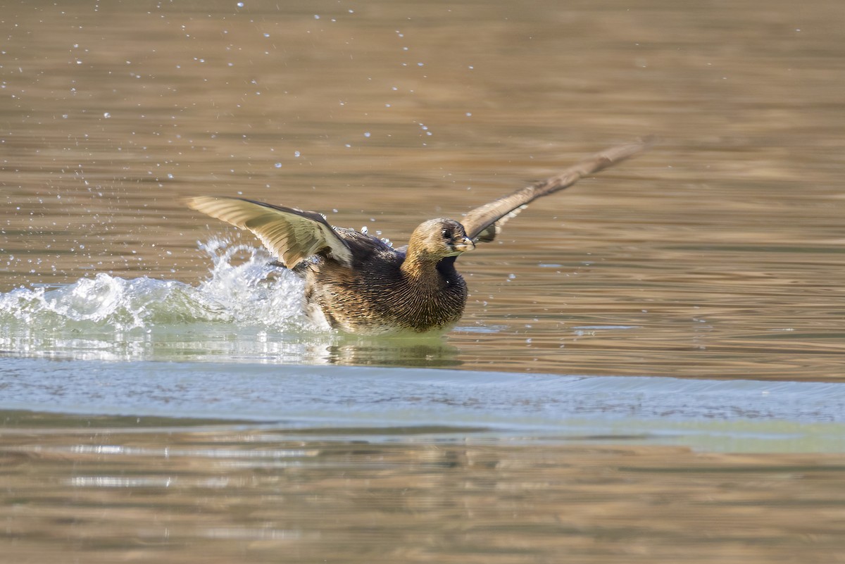 Bindentaucher - ML646672909