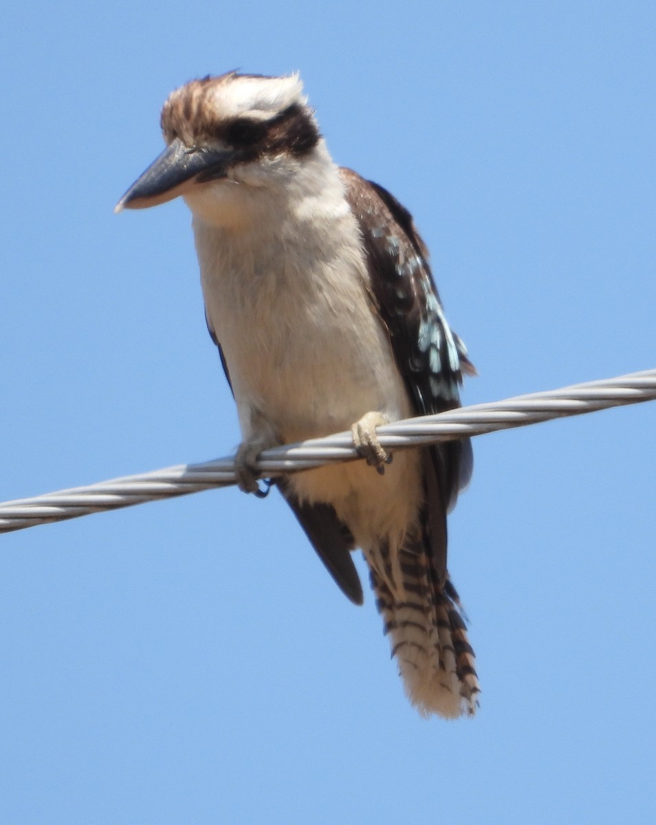 Laughing Kookaburra - ML646672919