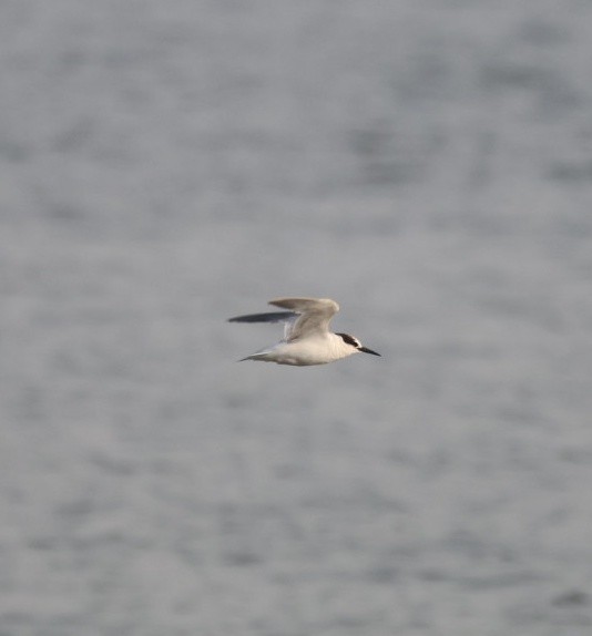 Little Tern - ML646672921