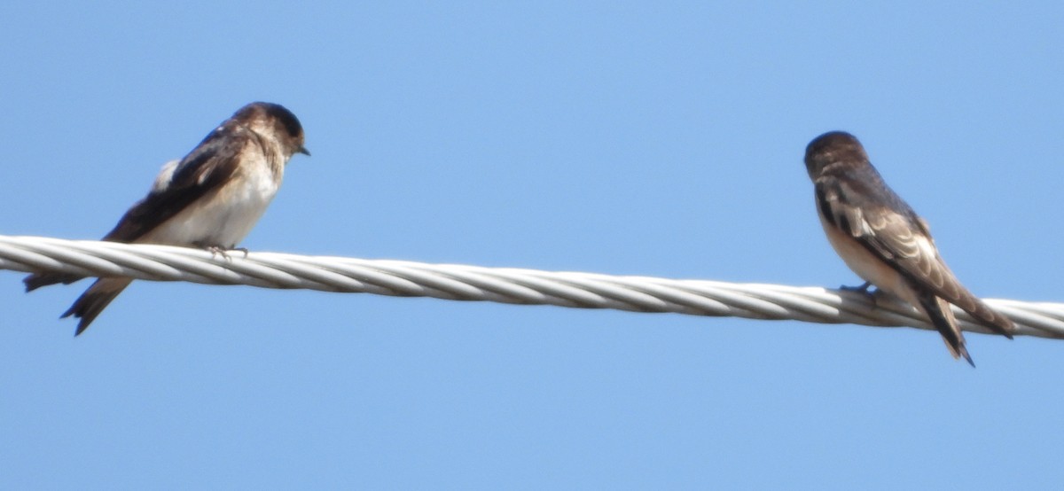 Tree Martin - ML646672922