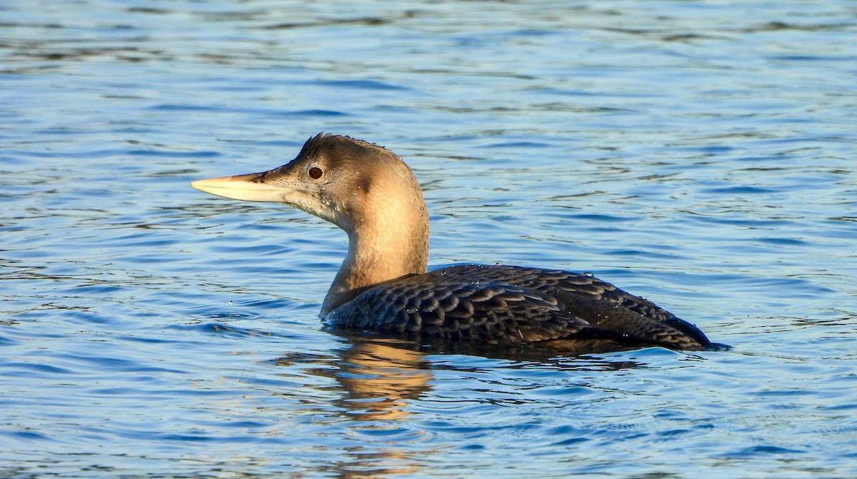 Гагара білодзьоба - ML646672923
