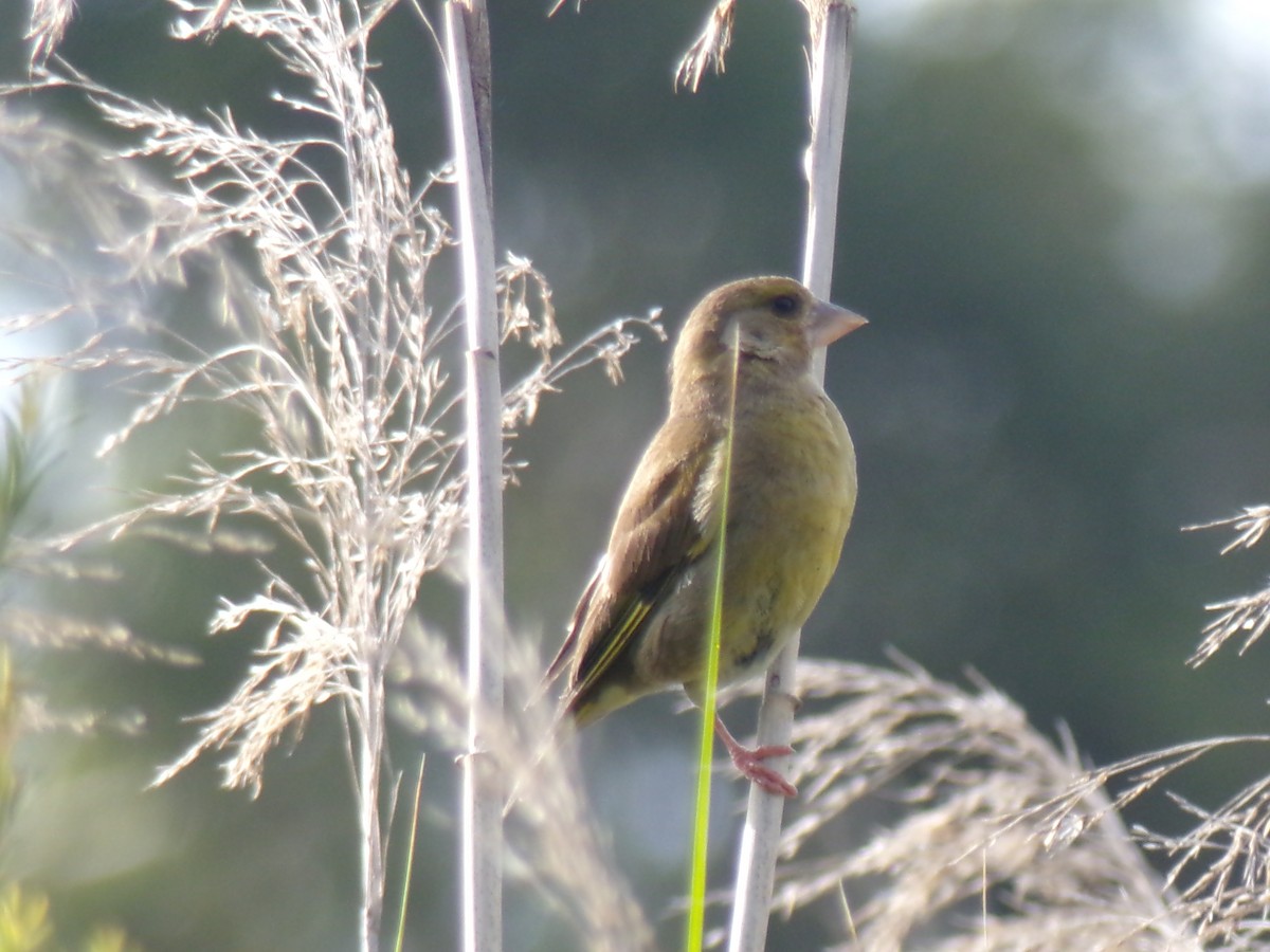 Verdone - ML646672932