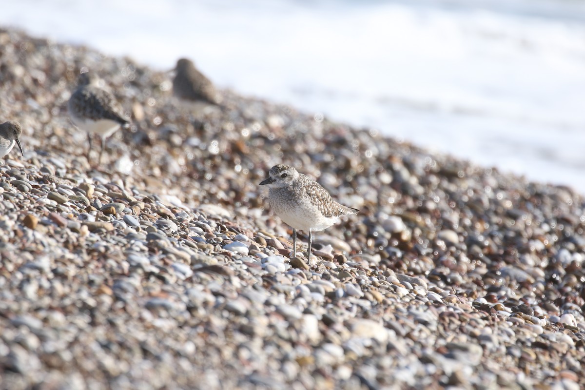 Black-bellied Plover - ML646672933