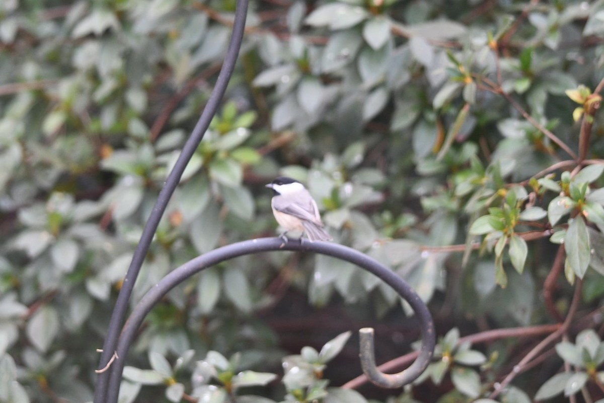 Carolina Chickadee - ML646672937