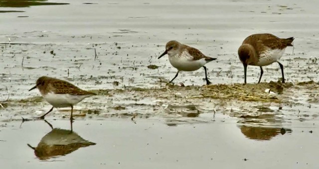 Gambecchio dell'Alaska - ML646672938