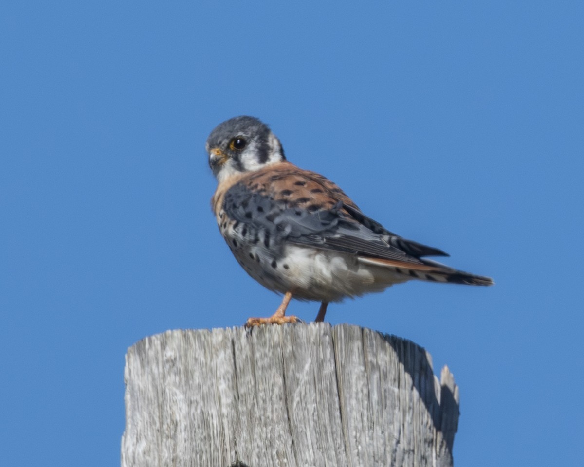 American Kestrel - ML646672941