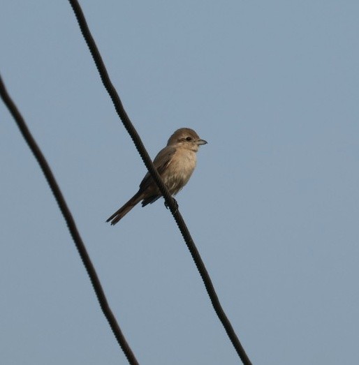 Isabelline Shrike - ML646672946