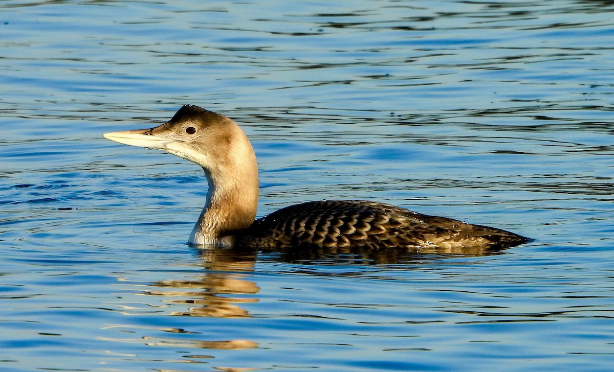 Гагара білодзьоба - ML646672953