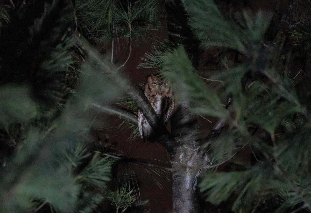Eastern Screech-Owl - ML646672955