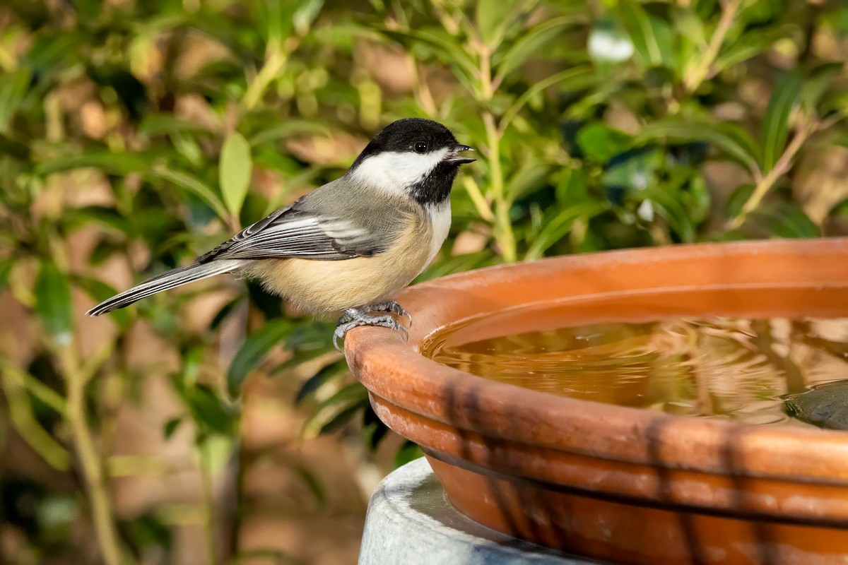 Black-capped Chickadee - ML646672958