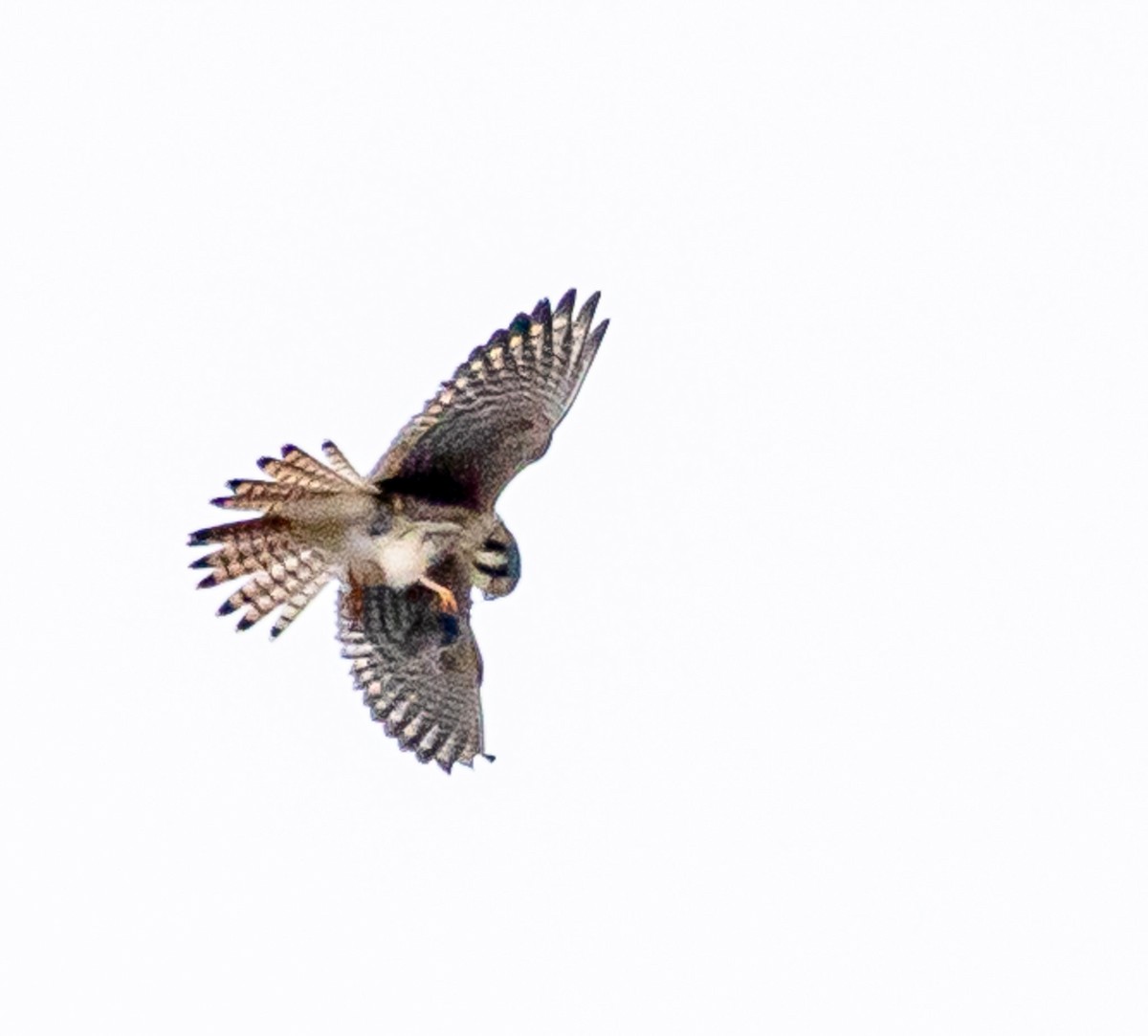 Crécerelle d'Amérique - ML646672959