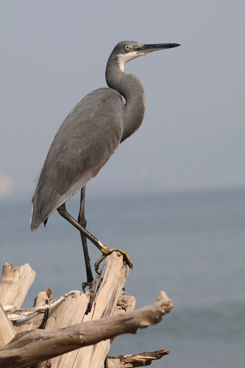Western Reef-Heron - ML646672965