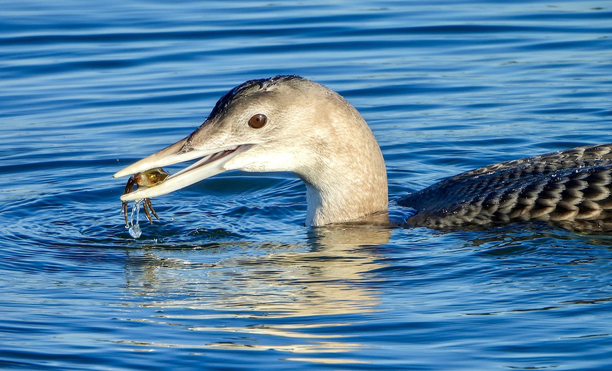 Гагара білодзьоба - ML646672968